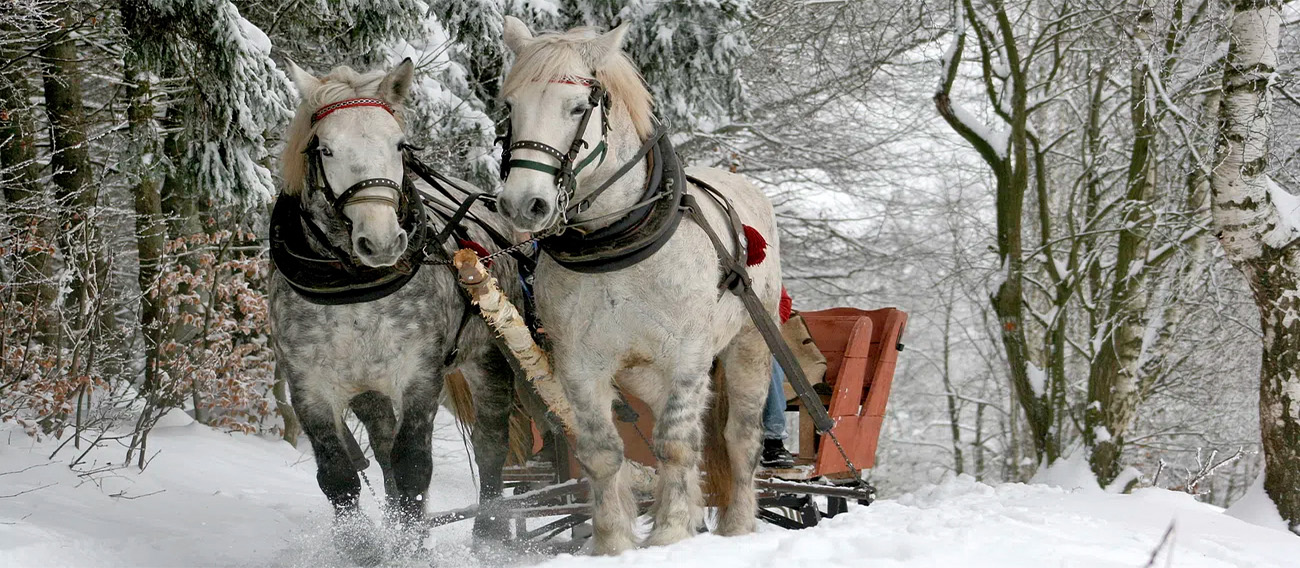 Sleigh Rides going to Pine Creek Cookhouse in Aspen, Colorado